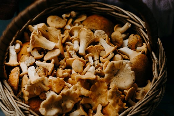 A basket containing wild mushrooms
